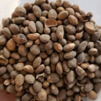 Constipated? Eso Aworoso Awogba (Croton Pendoliflurous Seed) Packet